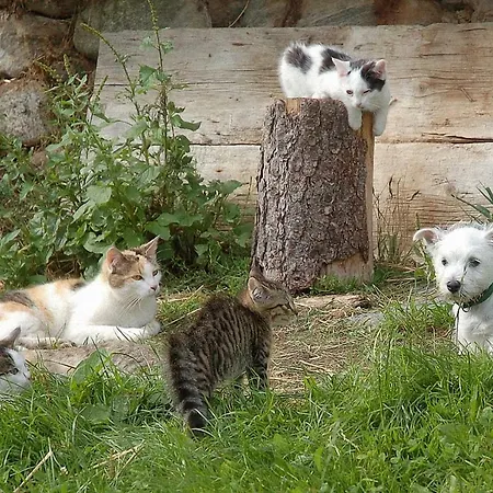 Bauernhof Hatzlhof בית חווה *