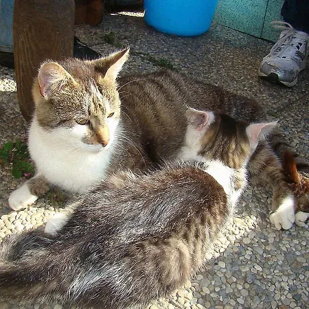 Bauernhof Hatzlhof *