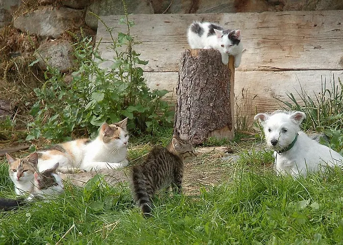 Bauernhof Hatzlhof Lantgård *