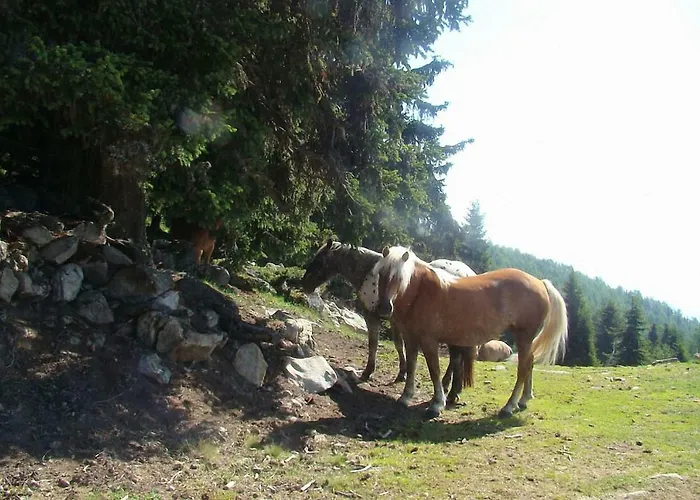 Farm stay Bauernhof Hatzlhof