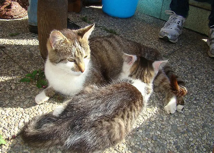 Bauernhof Hatzlhof *